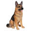 Statue de berger allemand assis-34191796