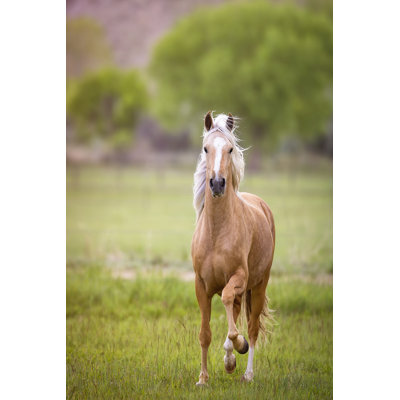 Cheval dans le champ VI
