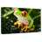 Brampt Tree Frog-107850622