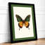 Specimen Butterfly Botanical - Framed Print-1769054399-1769054391