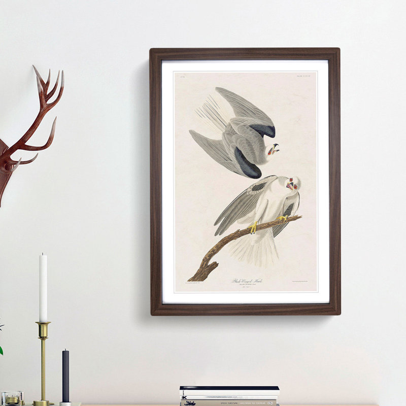 Black-Winged Hawk by John James Audubon - Picture Frame Art Print, Walnut Framed, 65cm H x 48cm W x 2cm D