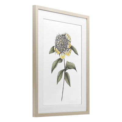Camellia Flower Illustration, reproduction encadrée sous verre, conception de Cecilia Battaini