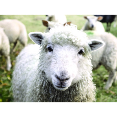 Curious Sheep