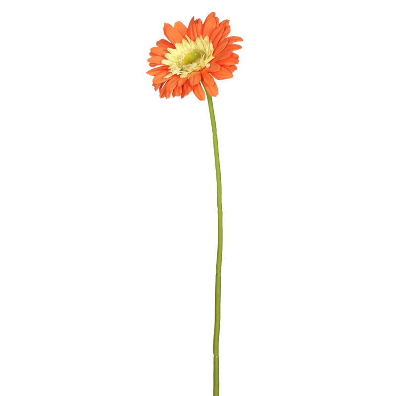 Daisy Stem, Orange