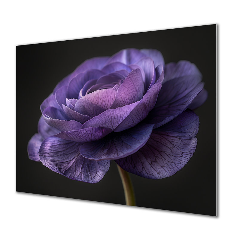 Reproduction d'art mural noir et mauve Nature Nuance I - Renoncule, Métal métal, 16" H x 32" W