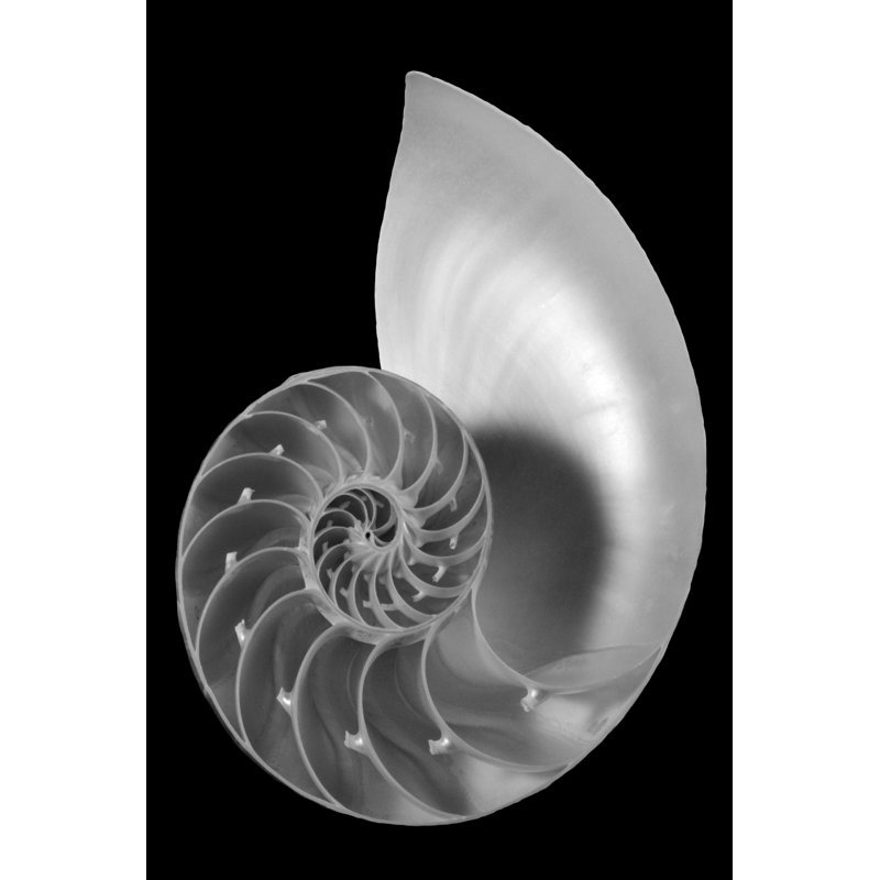 «Shell II», impression sur toile, H 12 po x l 8 po