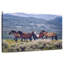 Brampt Mountain Horses-108821830