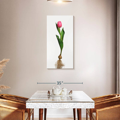 Garden Tulip Bulb