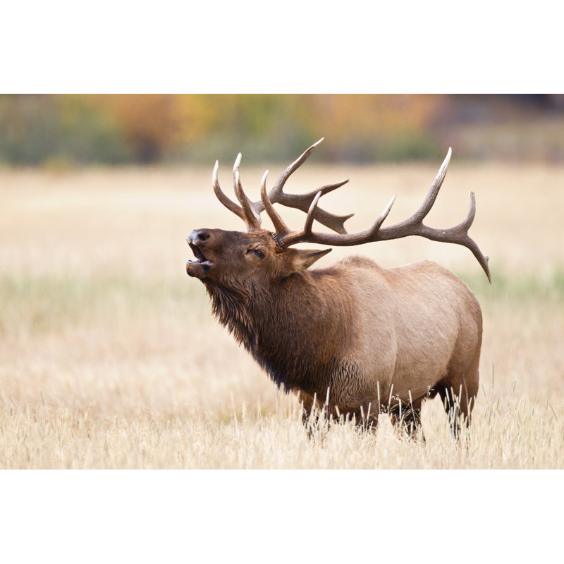 Elk Bugling - Wrapped Canvas Print, 30cm H x 46cm W x 3.8cm D