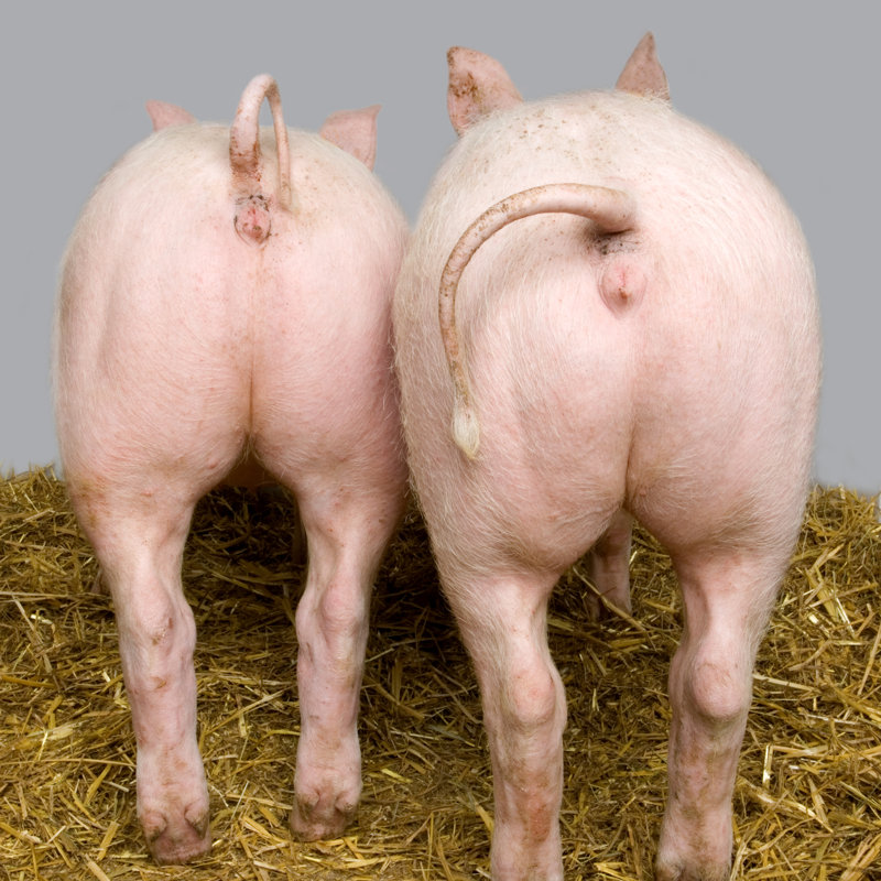 Cochon - photographie sur toile tendue, L 12 po x H 12 po
