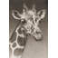 Jean the Giraffe (P) 1 Piece Wall Art-527592577-527592581