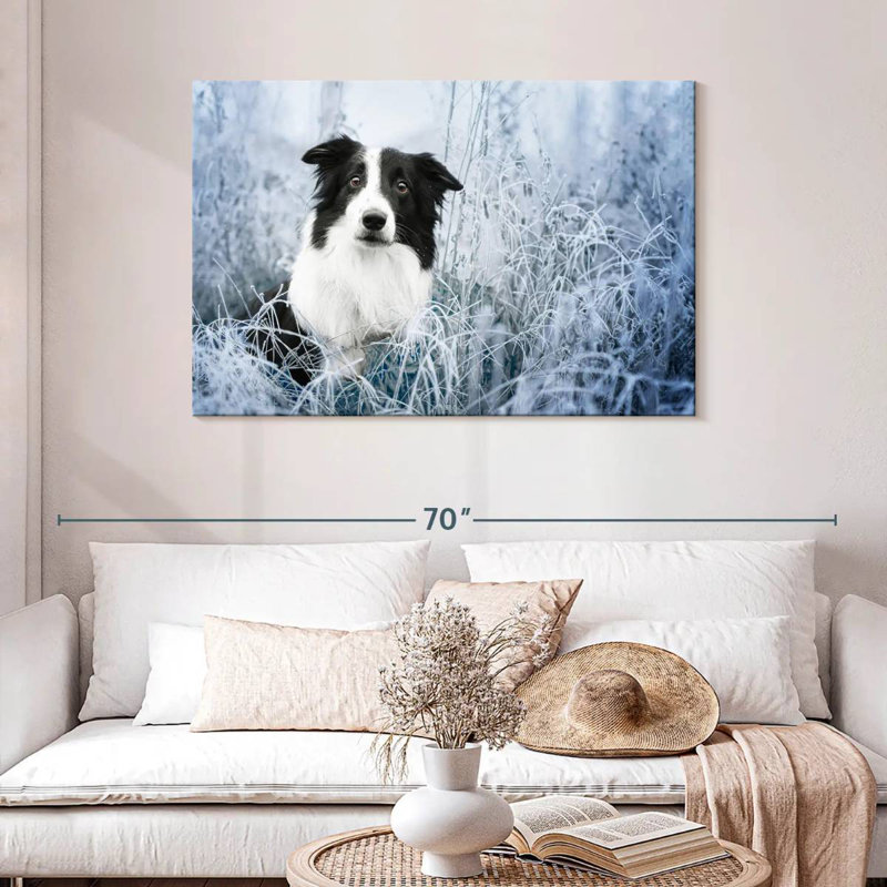 Border collie d'hiver, H 30 po x l 45 po