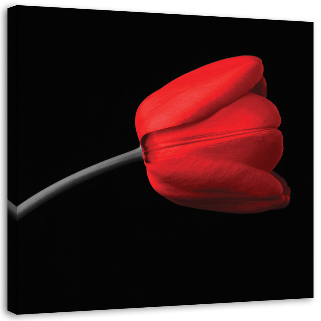 Leinwandbild Red Tulip Black Background