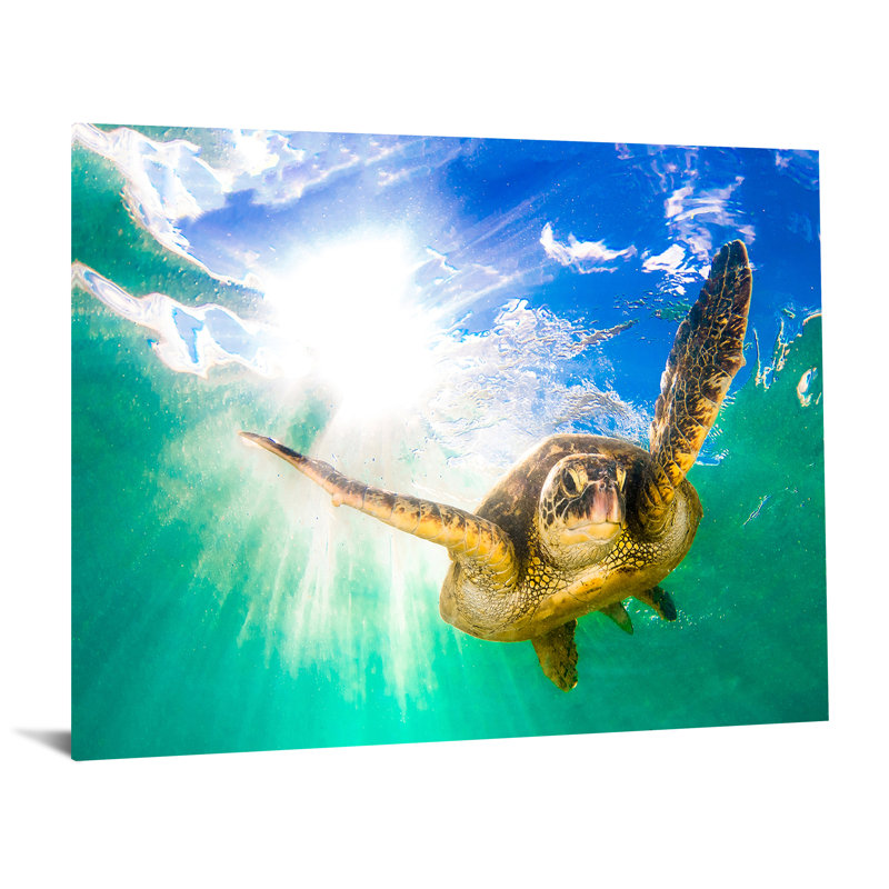 Art mural en verre trempé sans cadre Sea Turtle - 40 po x 60 po