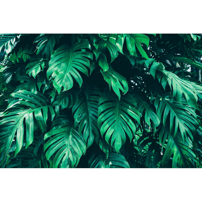 Palm Leaf by Pernsanitfoto - Wrapped Canvas Print, 30cm H x 46cm W