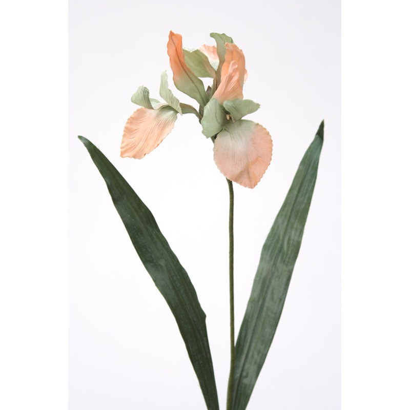 Grand iris sonia céladon