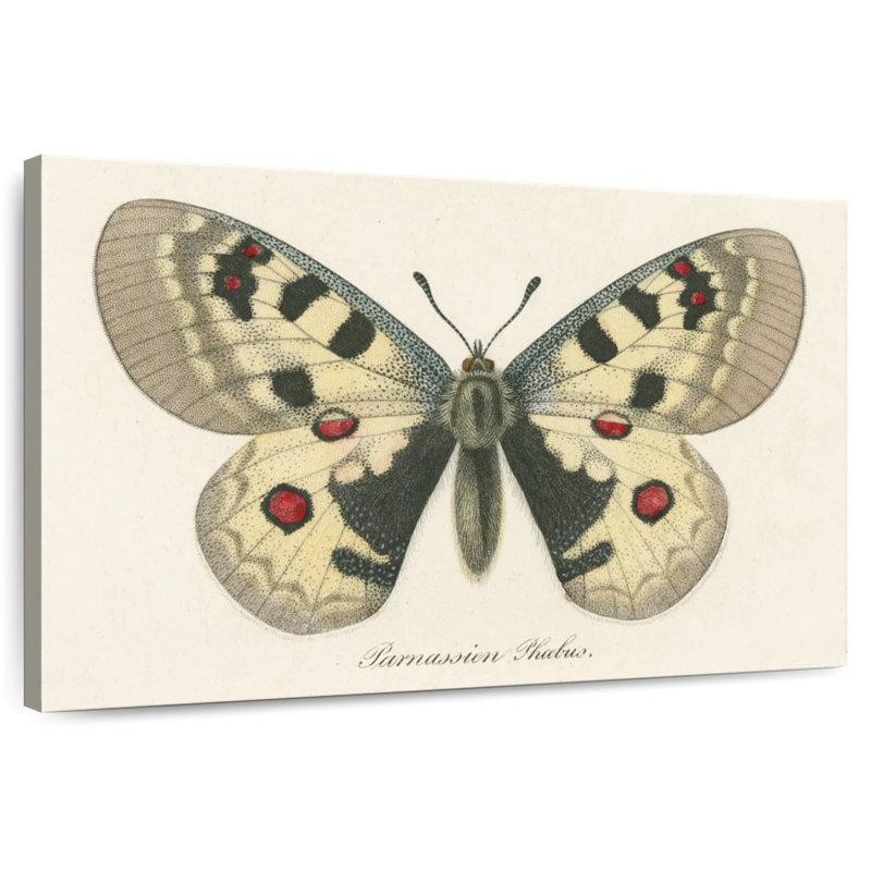 Brampt natures papillon III, H 24 po x l 36 po