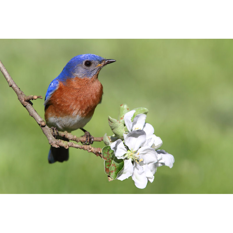 Eastern Bluebird by SteveByland - Wrapped Canvas Print, 61cm H x 91cm W x 3.8cm D