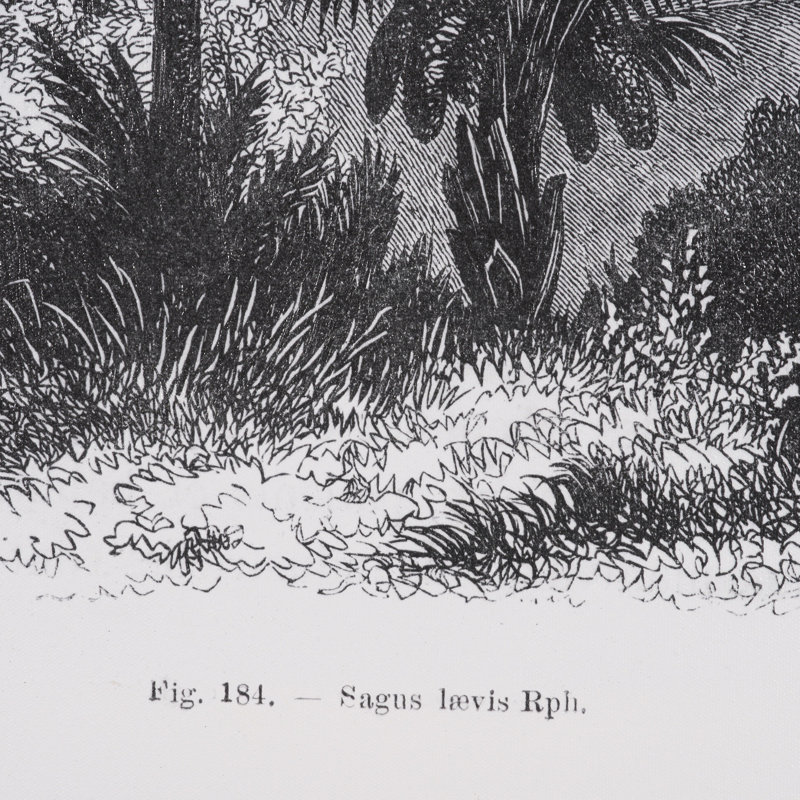«Vintage Palm Tree Dessin I» par Les Palmiers, histoire, toile encadrée texturée, Dessin de palmier rétro V