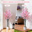 150cm Plant