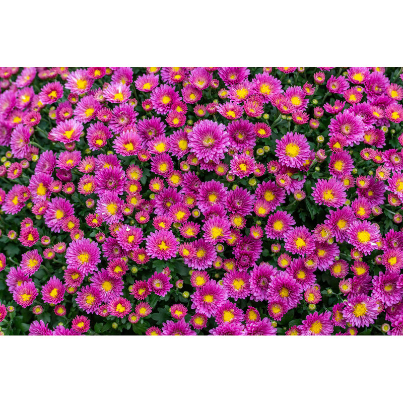 Chrysanthemum Blossom - Photographie sur toile tendue, H 8 po x l 12 po