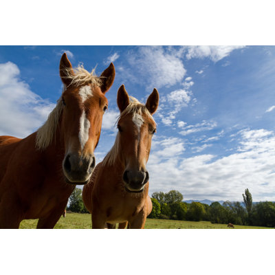 Ilkest Horses by Digoarpi - Wrapped Canvas Print