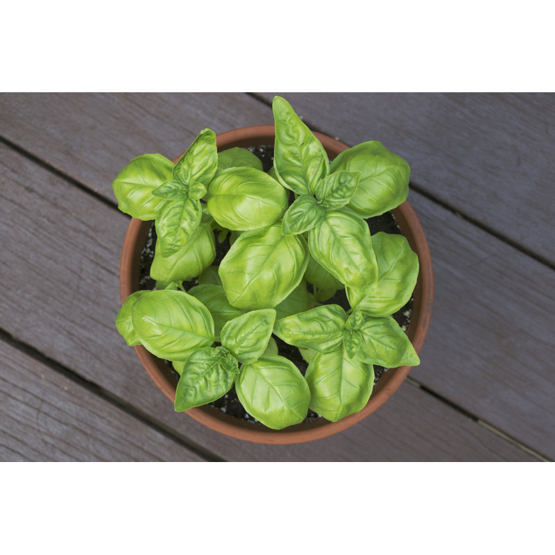 Potted Basil Plant by Kaitlingruss - Wrapped Canvas Print, 30cm H x 46cm W