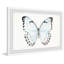 «Translucent Blue Wings» par Abdirazaq, reproduction d'aquarelle encadrée-1467263646