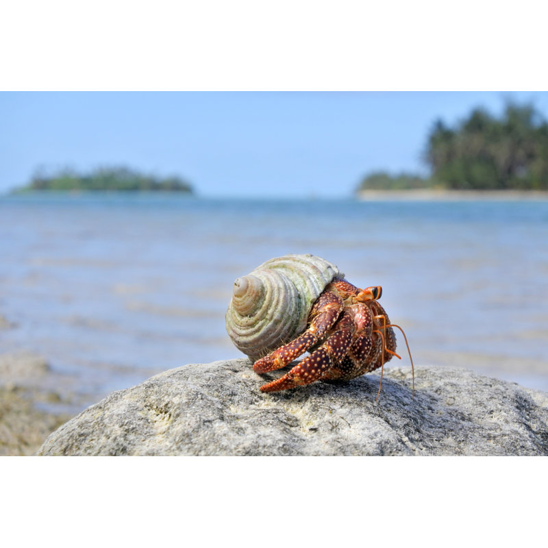 Hermit Crab, 61cm H x 91cm W