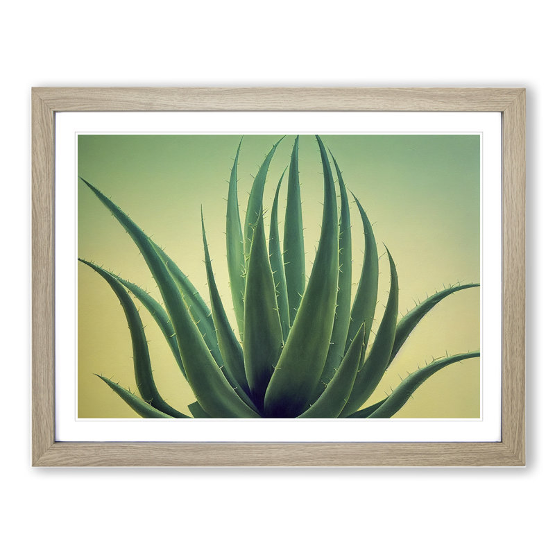 Showstopping Aloe Vera Plant - Framed Print, 46cm H x 64cm W x 2cm D, Oak