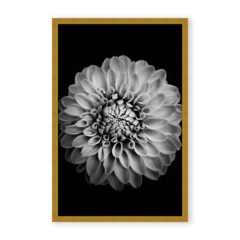 Nature Inspired Marigold by  - Picture Frame Photograph on Paper, 24" H x 16" W x 1.125" D, Black, Framed Matted Print
