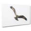 Osprey Bird - Wrapped Canvas-56634390