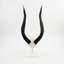 African Nyala V-Skull on Lucite Stand