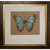 Morpho Peleides Print by Acker