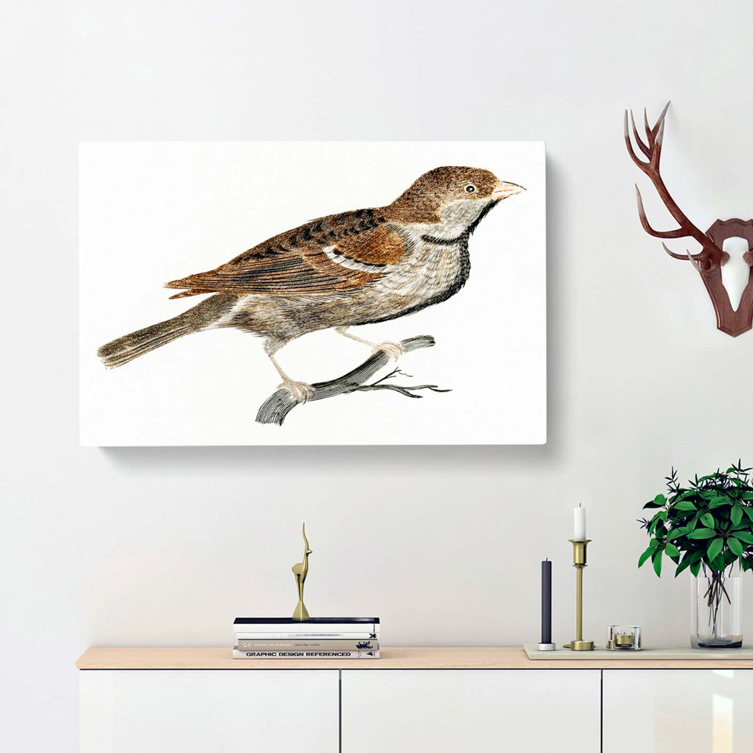 Sparrow by Johan Teyler - Wrapped Canvas