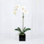 Orchid Arrangement In Vase-1326828204-1326828207