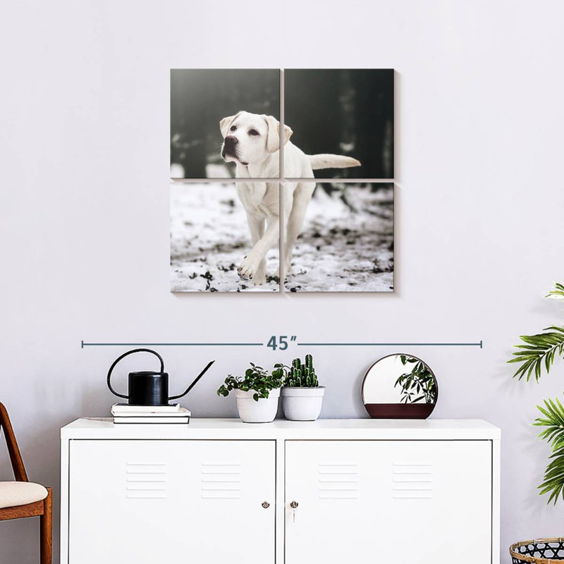 Brampt Labrador Retriever, H 26 po x l 26 po