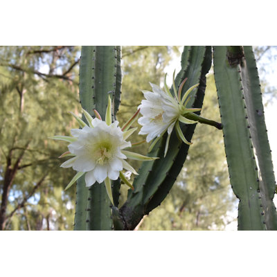 San Pedro Cactus - Wrapped Canvas Print