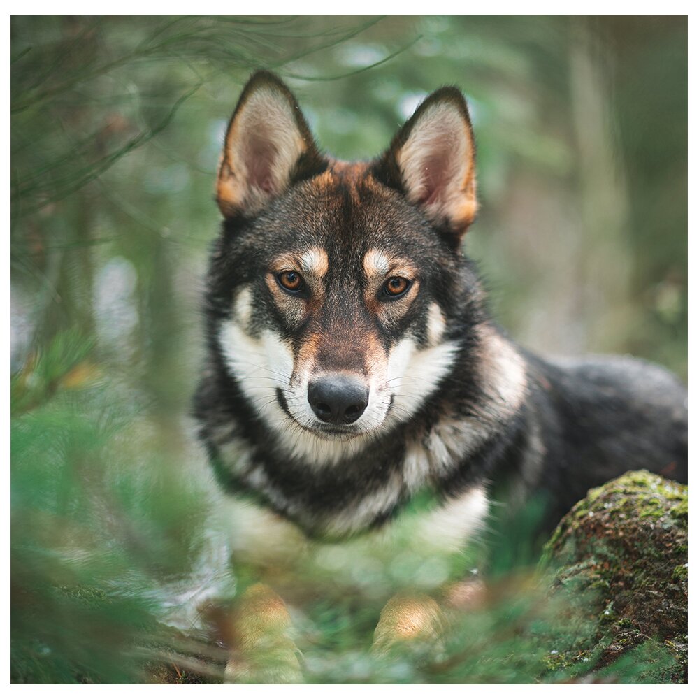 Gerahmtes Leinwandbild Crouching Wolf