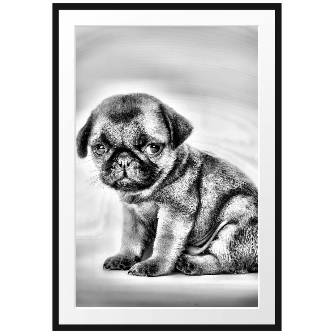 Gerahmtes Poster Kleiner Hundewelpe Mops