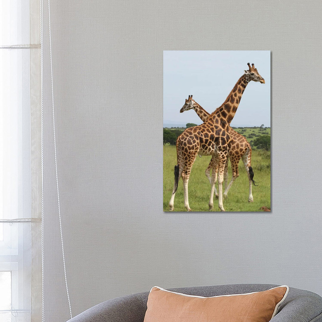 Rothschild's Giraffe - Murchison Falls National Park, Uganda, Afrika von Ramona Heiner - Galerie-verpackte Leinwand Gicl...