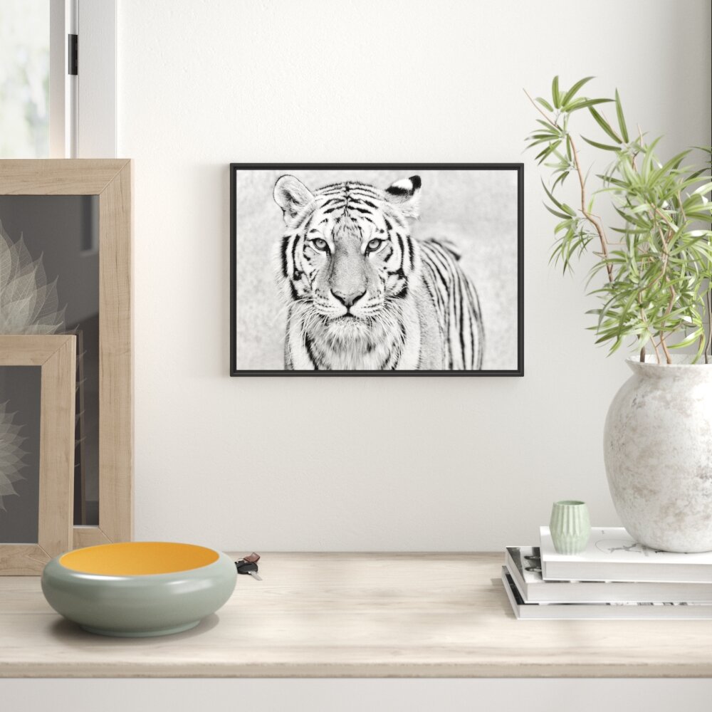 Gerahmtes Wandbild Anmutiger Tiger in B&W