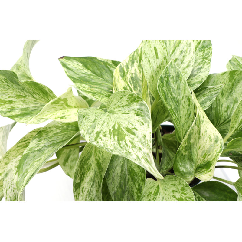 Marble Queen Pothos Plant in Pot, White
