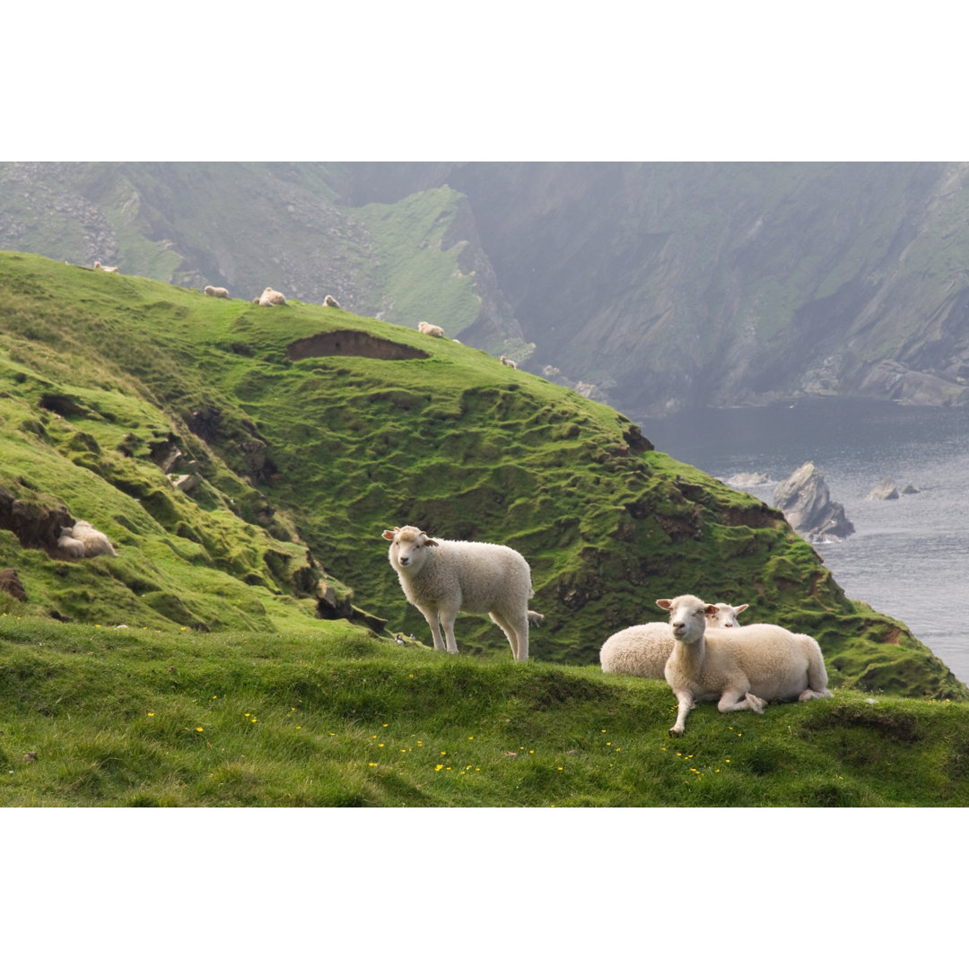 Schafe auf den Shetland-Inseln von Lisland - Kunstdrucke auf Leinwand