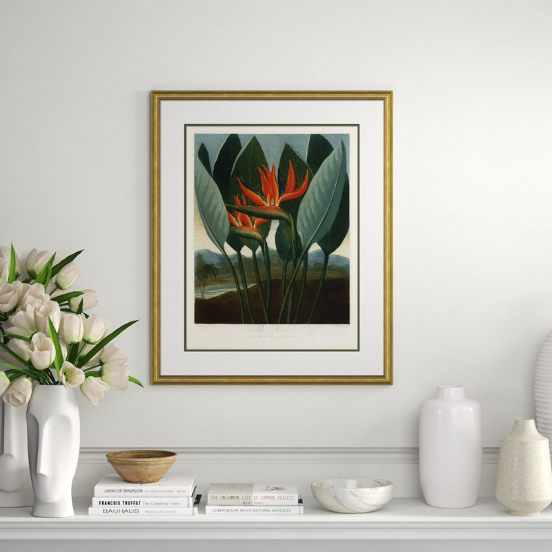 Botanicals 6 Giclee Print by Robert John Thornton