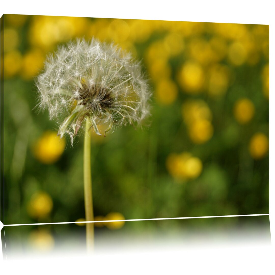 Leinwandbild Pusteblume vor Wildwiese