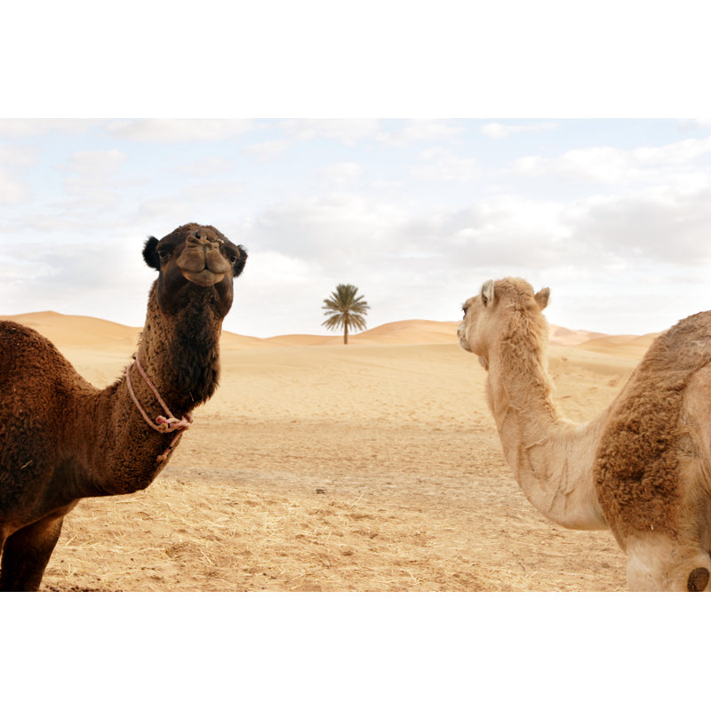 Ships Of The Desert In Mooring - Wrapped Canvas Print, 51cm H x 76cm W x 3.8cm D