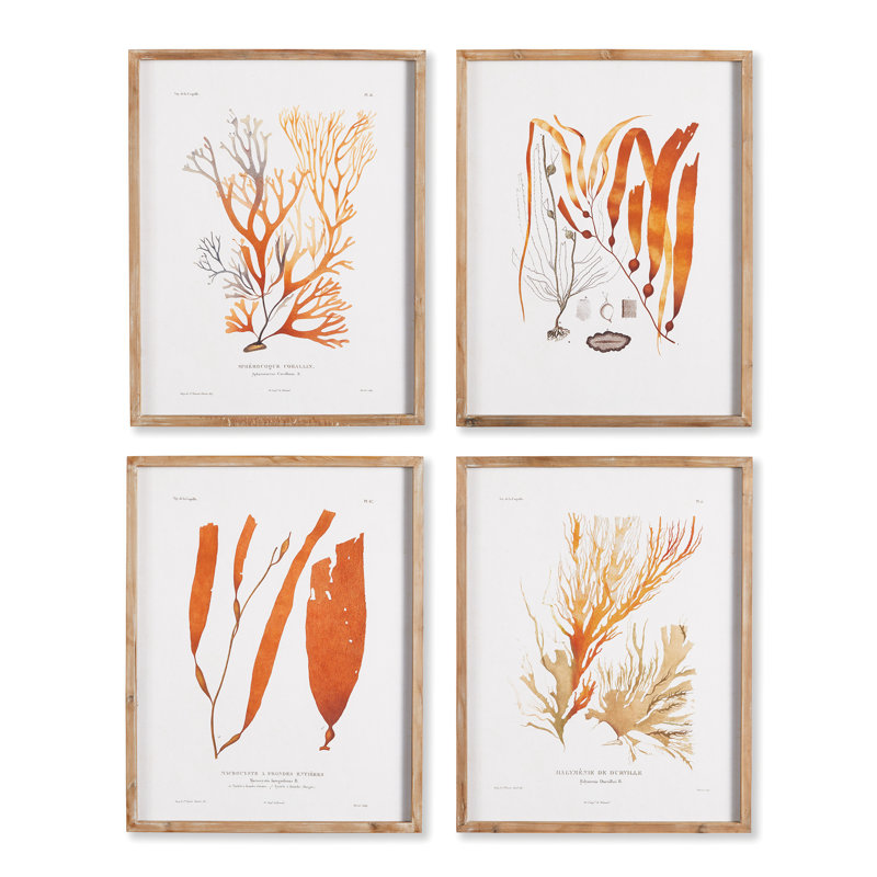 Coral Reef Study Prints, Set of 4