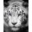 Panneau mural Tiger-235047940