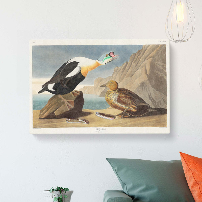 King Duck Bird by John Audubon - Wrapped Canvas, 40cm H x 60cm W x 3cm D